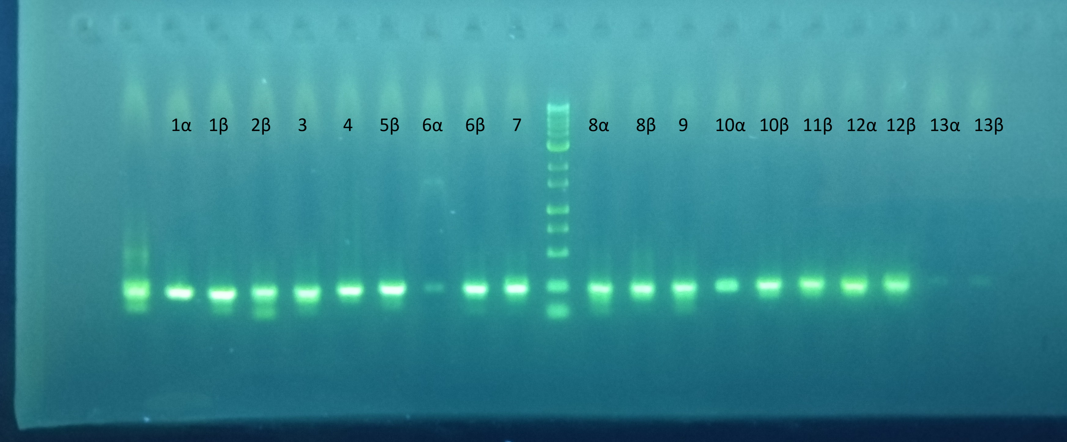 Gel electrophoresis sturgeon species detection in water samples