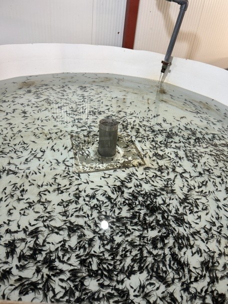 Sturgeon juveniles in hatchery tank